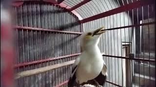 pakai suara masteran burung jalak putih ini agar cepat gacor dan BONGKAR ISIAN