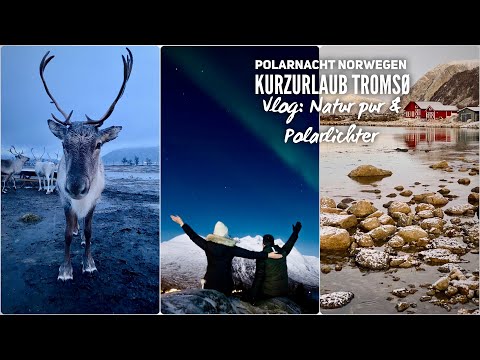 Norwegen Vlog: Rentiere, Polarlichter und Schlittenhunde in Tromsø