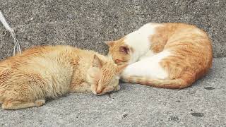 EP.1 รวมคลิปวีดีโอ น้องแมวน่ารักๆ ตลกๆ ฮาๆ จากทั่วทุกมุมโลก ดูแล้วเพลินตา | ทาสแมวห้ามพลาด