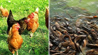 Difference Between Poultry And Catfish Farming. Which Should I Invest In