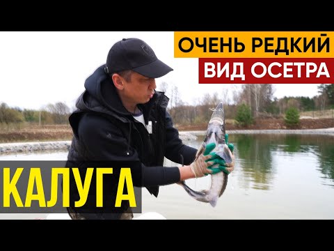 Запустил очень редкий вид осетра - калуга.