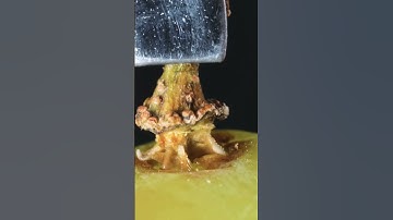 Check Out This Grape In Closeup Macro Shot!