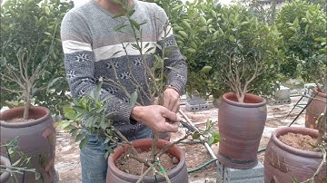 Thời điểm tạo tay tán cây quất chum, trồng và chăm sóc quất sau tết trên chum