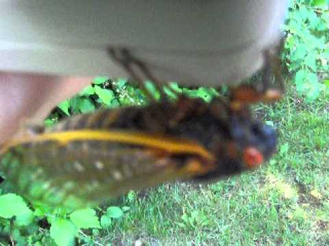 Magicicada septendecim court II and III - 17 year cicada calls. (Brood II, New Jersey, 2013)