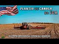 PLANTIO DE CANOLA NOS ESTADOS UNIDOS