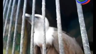 Житель Новолакского района незаконно держал в неволе белоголового сипа Житель Новолакского района незаконно держал в неволе белоголового сипа