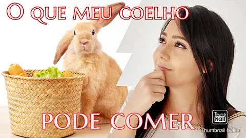 Qual fruta mini coelho pode comer?