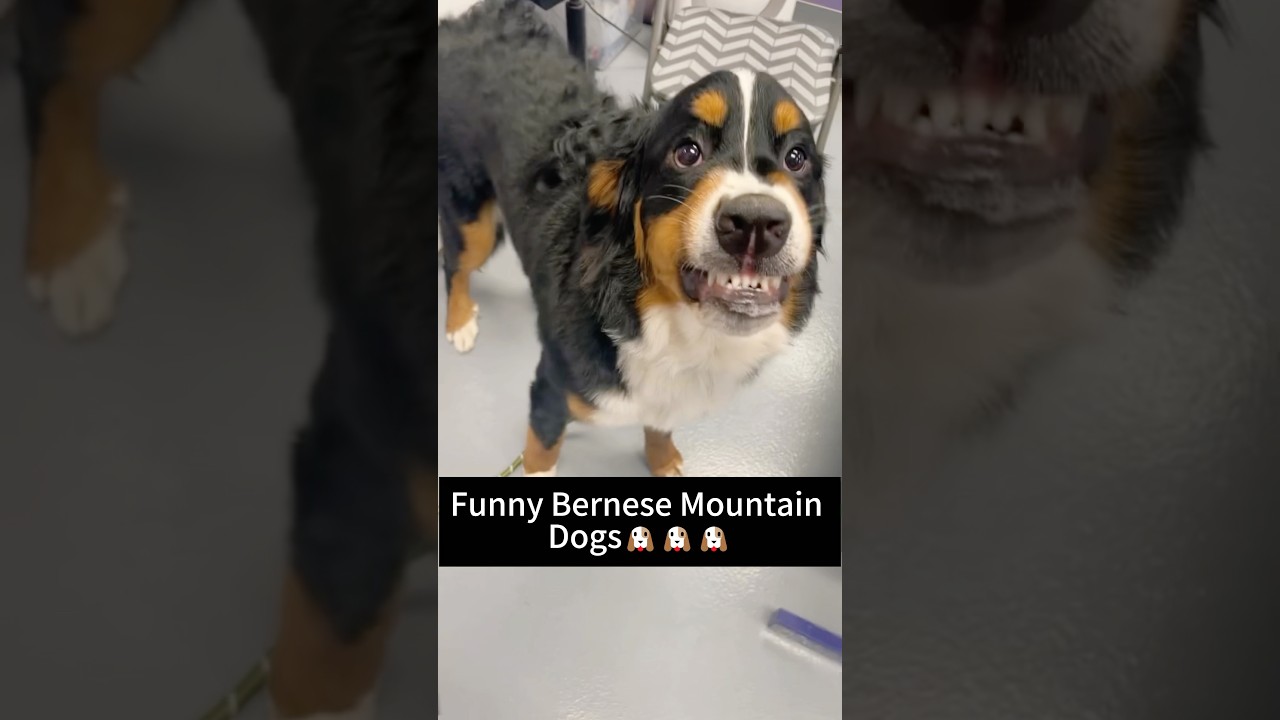Funny Bernese Mountain Dogs💤