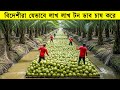 বিদেশীরা যেভাবে লাখ লাখ টন ডাব চাষ করে, How Thai Farmers Harvest Millions of Tons of Green Coconut