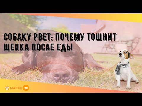 Собаку рвет: почему тошнит щенка после еды