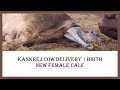 Kankrej Cow delivered new baby part -2