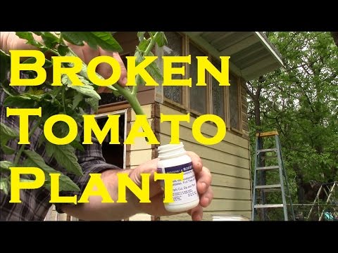 깨진 토마토 식물을 구하는 방법. 원예