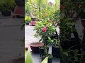 caykieng #bonsai #caytrong #caycanh #cayantrai