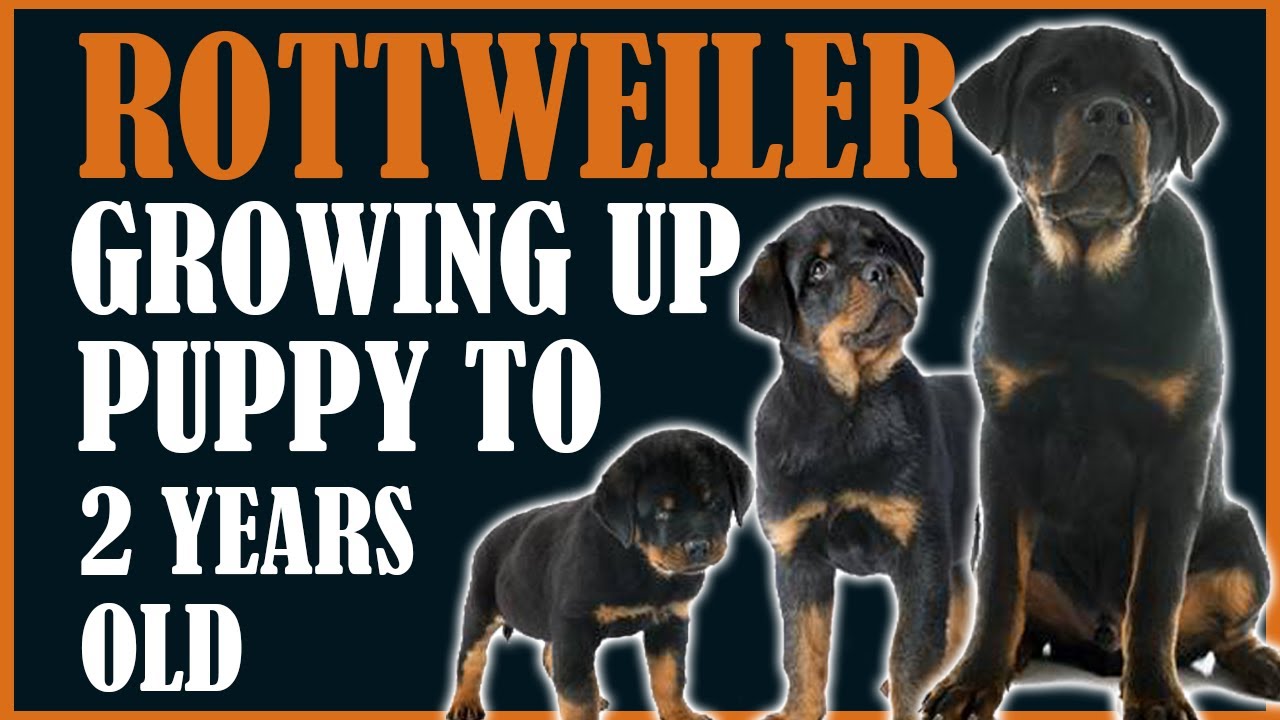 Rottweiler Puppy - Growing Up From Puppy To 2 Year Old Dog With Size And Weight You Can Expect