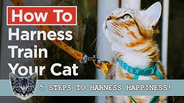 How To Harness Train Your Cat - In 5 Simple Steps!