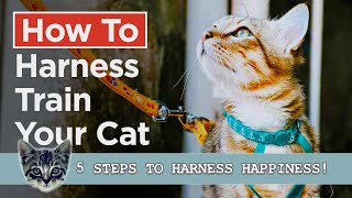 How To Harness Train Your Cat - In 5 Simple Steps! by Cats and Kittens 500 views 2 months ago 5 minutes, 16 seconds
