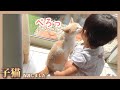 【悲報】赤ちゃんが猫を叩いてしまいます…どうしたものか
