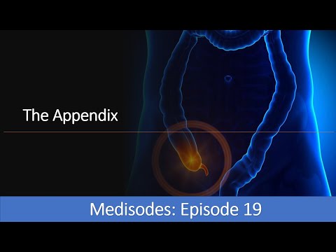 The Appendix –