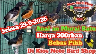 Rp.300rban Anakan Murai Batu Super Di kios Noto Bird Shop Cakung Banyak Pilihan