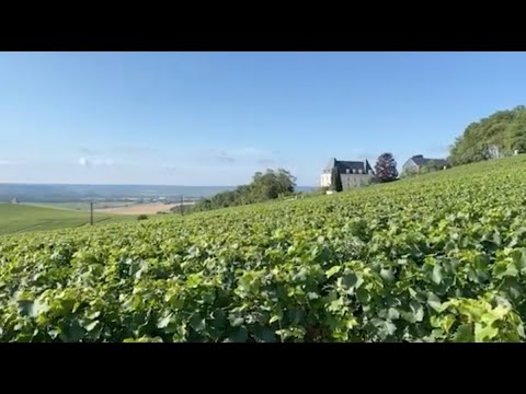 Video: Champagnekældre og vingårde i Reims, Epernay og Troyes