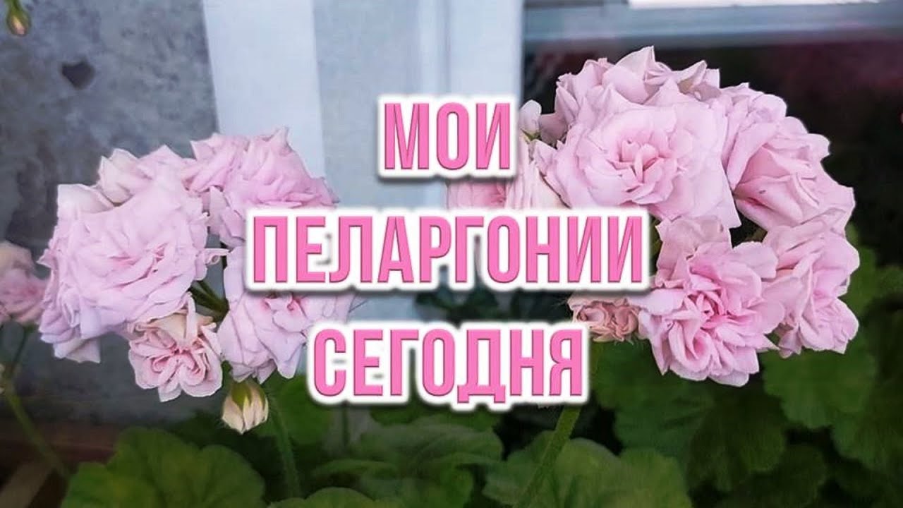 Мои пеларгонии сегодня. Выпуск от 25.05.24