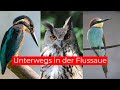 Uhu, Eisvögel und Bienenfresser | Unterwegs in der Flussaue