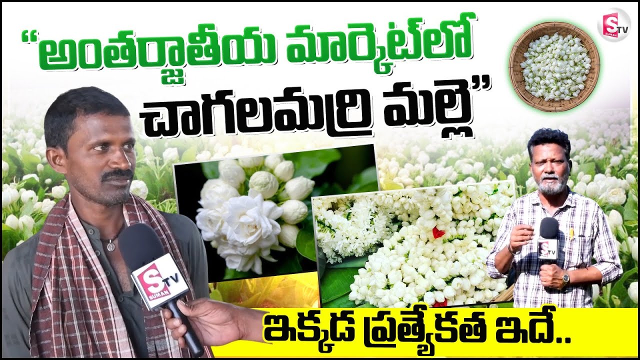 మల్లె సాగు..బహు బాగు | Chagalamarri | New Farming Techniques | Nandyala #sumantvkurnool