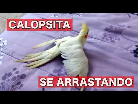 Vídeo: O que está arrastando em movimento?