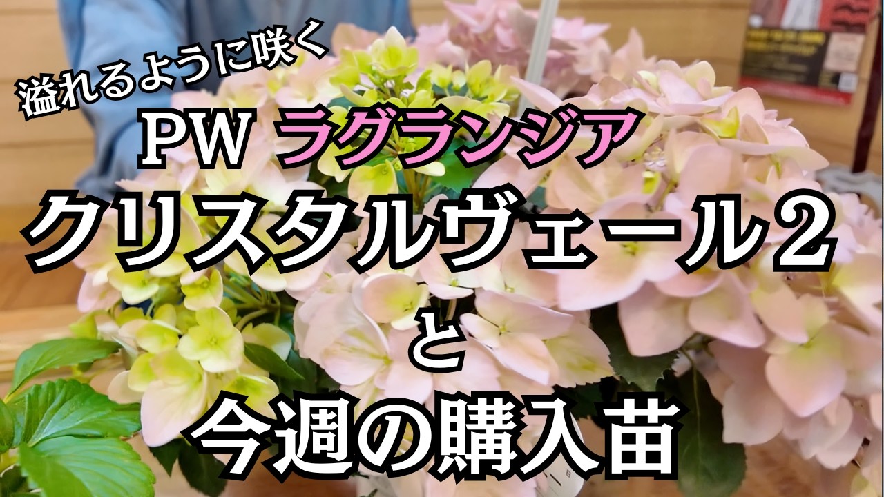 購入苗紹介]PW ラグランジア クリスタルヴェール2と今週の購入苗