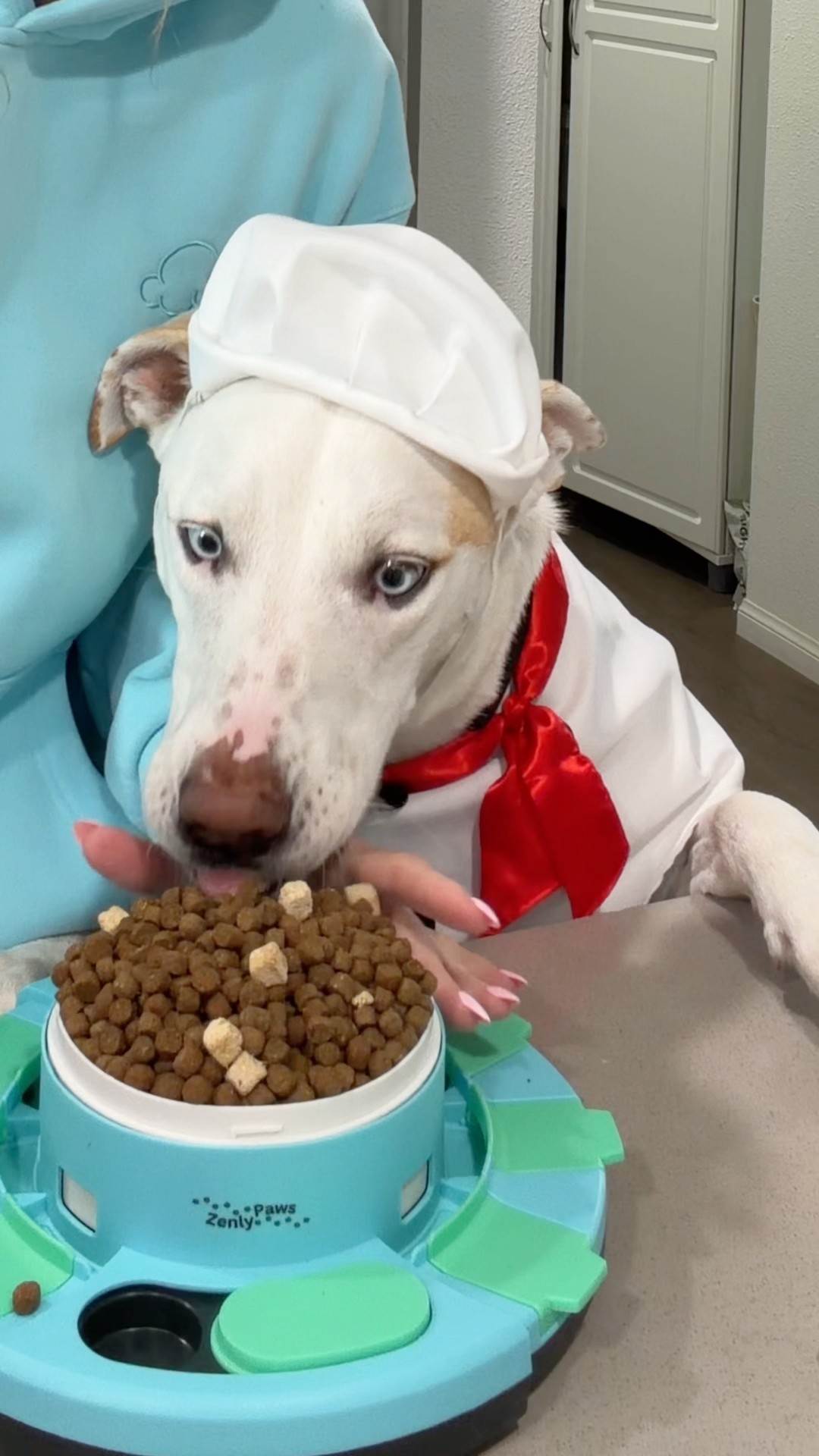 Chef Yuki always stealing a bite🐶🦴#dog #dogshorts #pets
