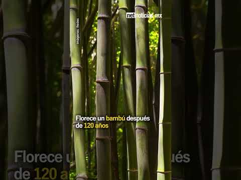 Florece un bambú después de 120 años