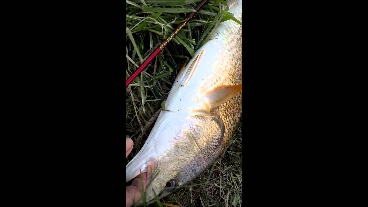 Three Redfish Over 37 Inches - YouTube