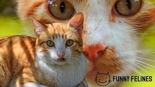 FUNNIEST CATS😹FUNNY CAT COMPILATION 2024 #64 FUNNY ANIMALS #cat #funnyanimals #cats #funny #animals by Funny Felines 28 views 2 months ago 12 minutes, 52 seconds
