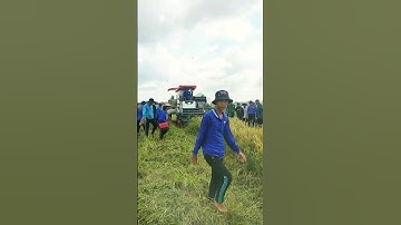 cắt lúa bắt chuột