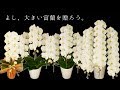 敬老の日　鉢花　ギフト　胡蝶蘭　富澤洋蘭園　白大輪　蘭　農林水産大臣賞　受賞　母の日　お歳暮　お年賀　当選祝い　開店祝い　誕生祝い　還暦　喜寿　米寿　プレゼント  楽天01