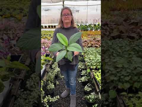 Video: Grond Vir Spathiphyllum: Watter Land Is Geskik Vir 'vroulike Geluk'? Watter Samestelling Moet Die Voltooide Grond Vir 'n Blom Hê?