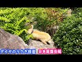 【首輪をつけたうさぎ】超絶綺麗！日本庭園で苔の上ではしゃぎ回るダイヤ君[Rabbit with a collar] Daiya on the moss in the Japanese garden
