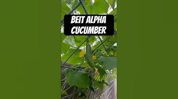 Beit Alpha Cucumbers hanging on my cattle panel trellis. #gardening #verticalgarden #garden #grow