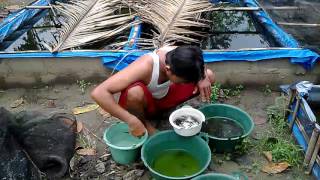 betta fish farm