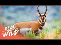 The remarkable pronghorn antelope of north america  wild america  real wild