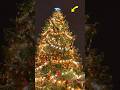 Why We Use Christmas Trees 🎄 Secret History Explained Fact অবাক ✨🧠 #Shorts #ytshorts #facts
