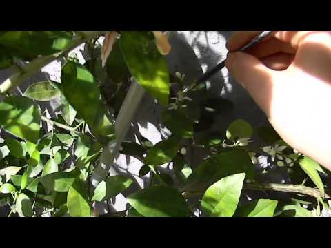 Video: Pollinering av limeträd – kan du handpollinera limefrukter