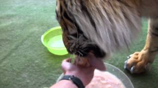 Hungry tiger