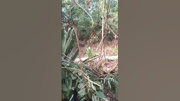 Pest Control!! Biawak Meresahkan!! #shorts #shortvideo #shortsvideo