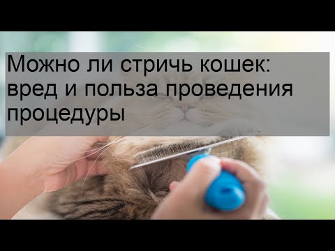 Можно ли стричь кошек: вред и польза проведения процедуры