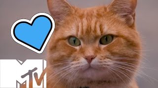 How Many Cats Did It Take To Make 'A Street Cat Named Bob'? | MTV Movies