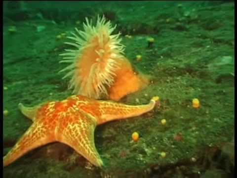 Vídeo: As estrelas do mar comem anêmonas?