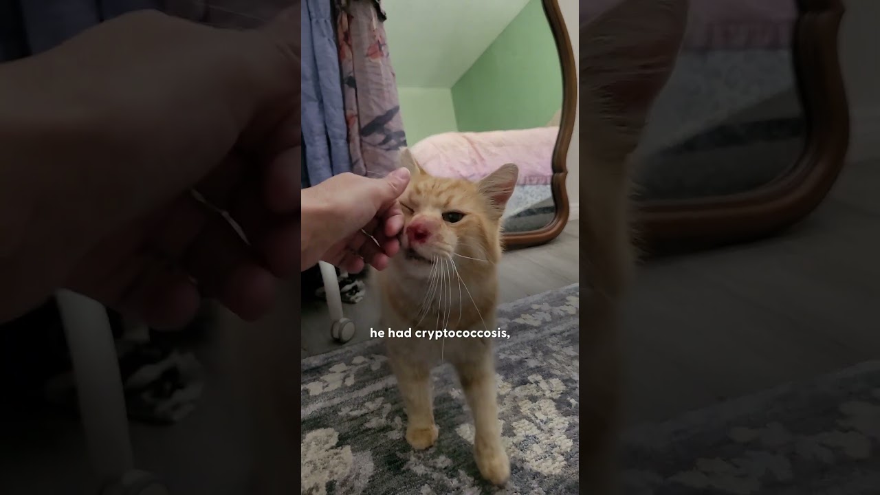 Stray Cat’s Heart Melts for Fried Chicken During Her Rescue Mission | The Dodo