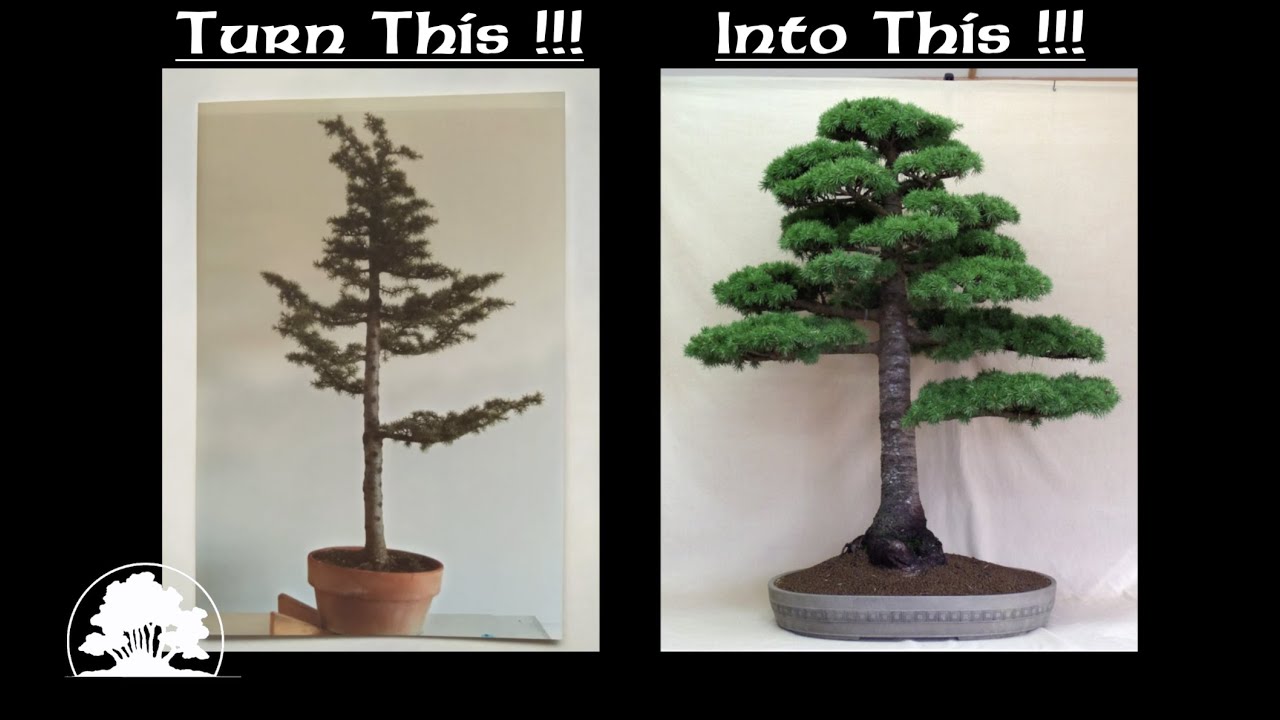 Cedar 40years Later !!! - Greenwood Bonsai
