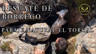 🎥 RESCATE DE BORREGO #PARAJENATURALELTORCAL